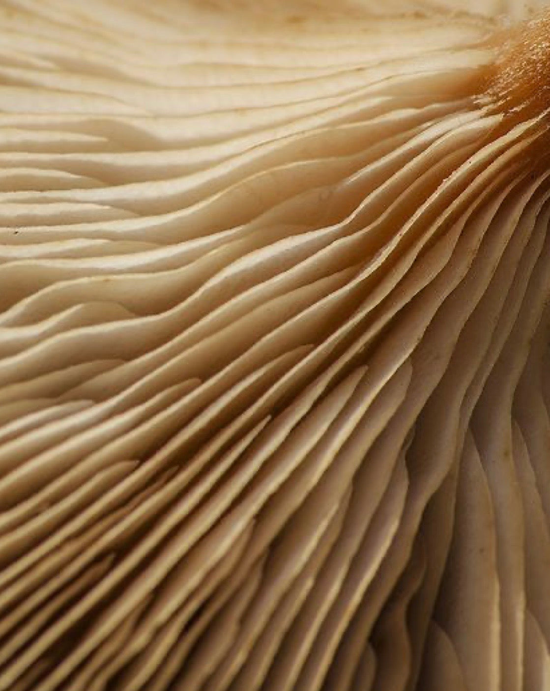 Macro close-up of cream-coloured mushroom gills