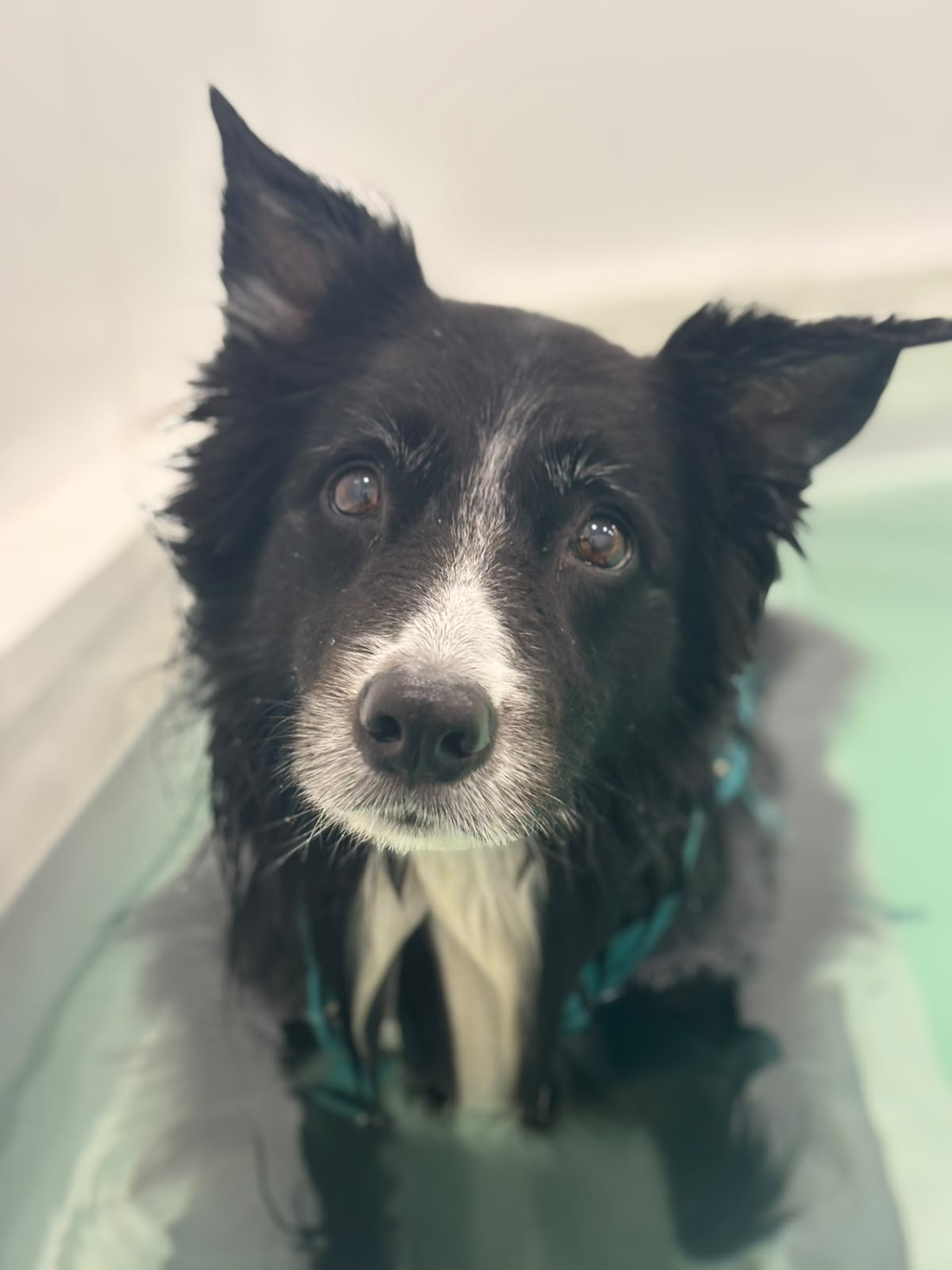Senior black-and-white dog with a grey muzzle looking at the camera