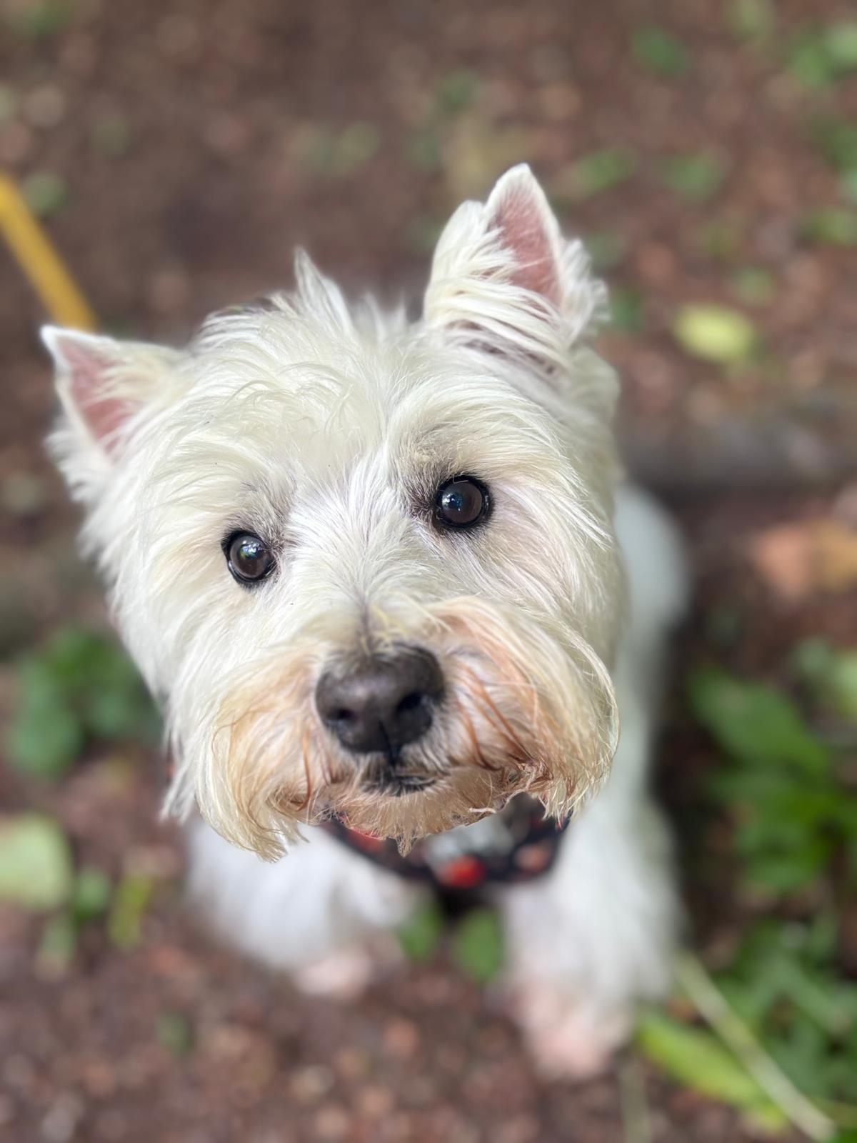 West Highland white terrier sitting outdoors and looking at the camera