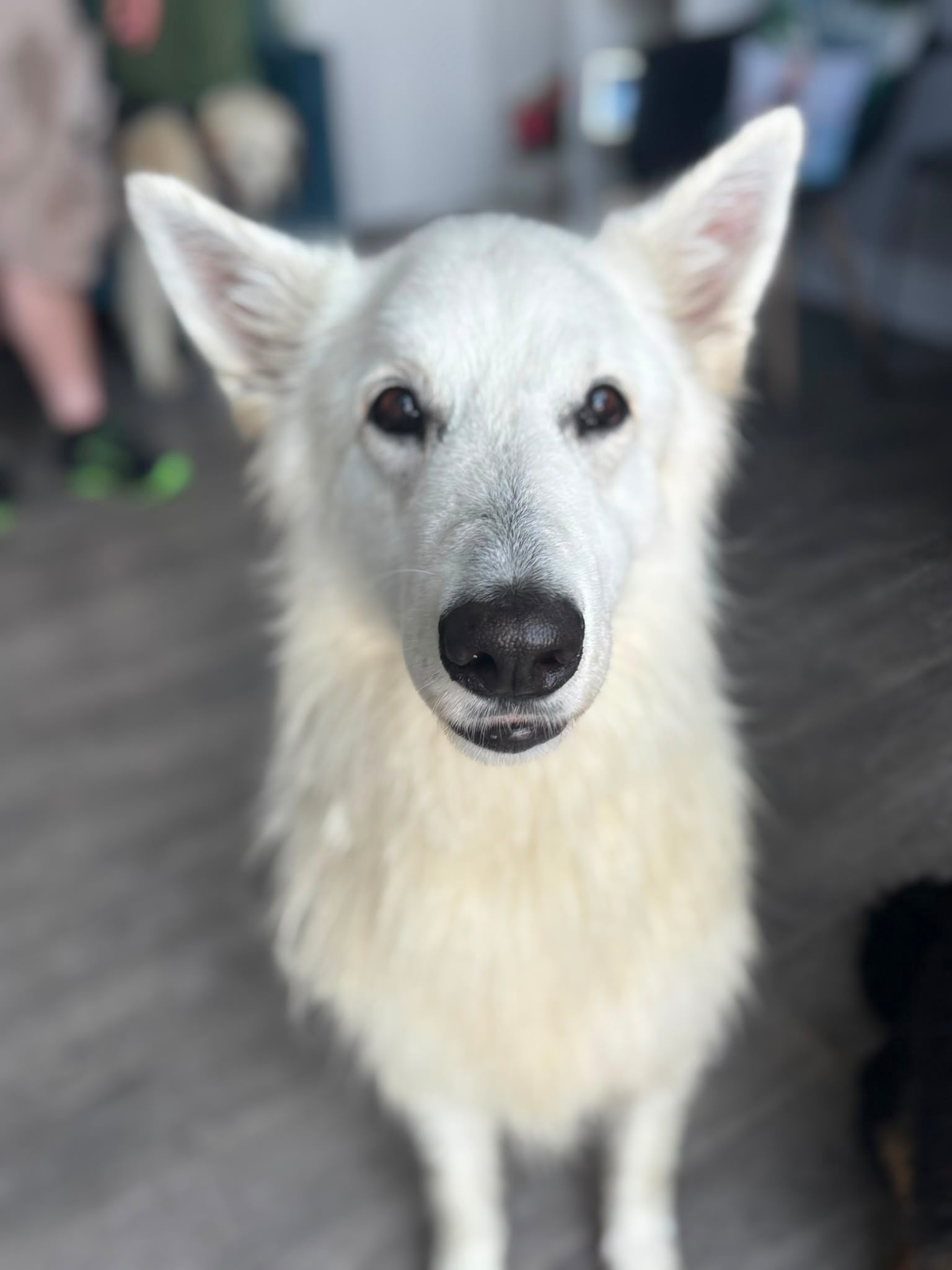 White dog looking directly at the camera