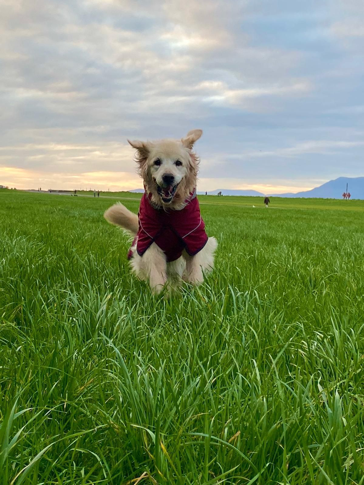 Happy senior dog running through a green field