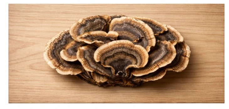 Turkey Tail