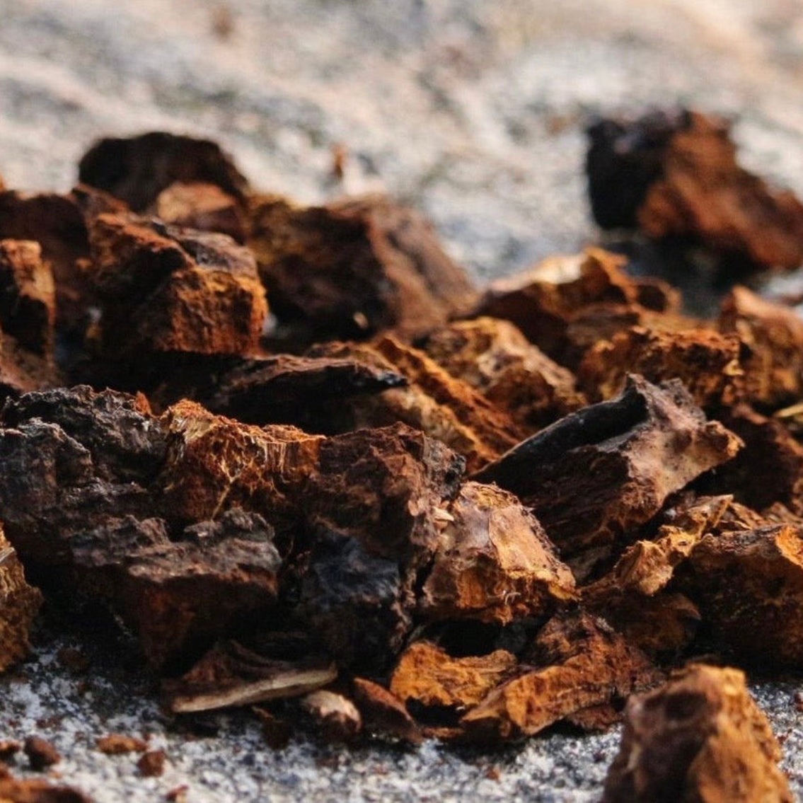 Organic Chaga mushroom