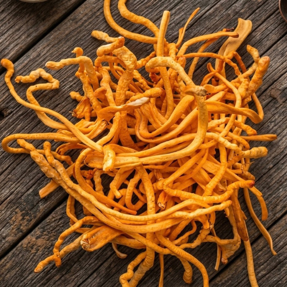 Cordyceps