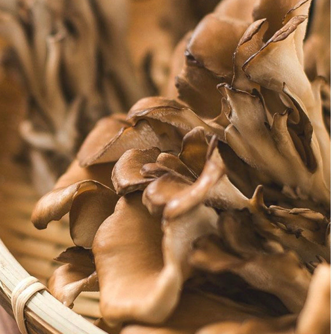 Organic Maitake mushroom