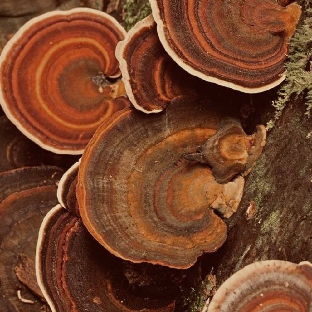 Reishi