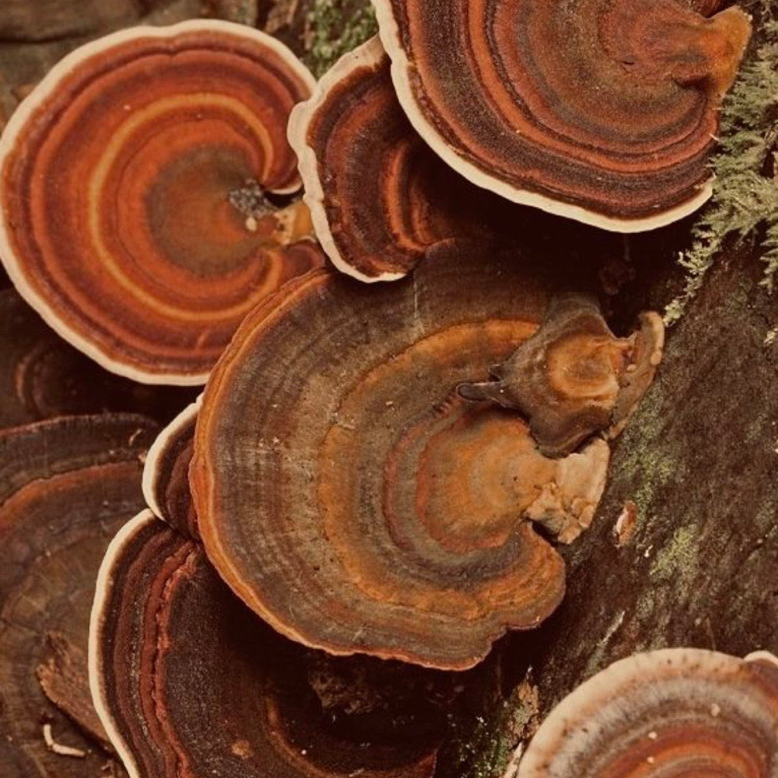 Organic Reishi mushroom
