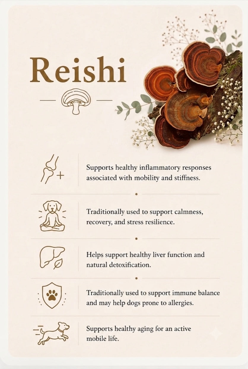 Reishi
