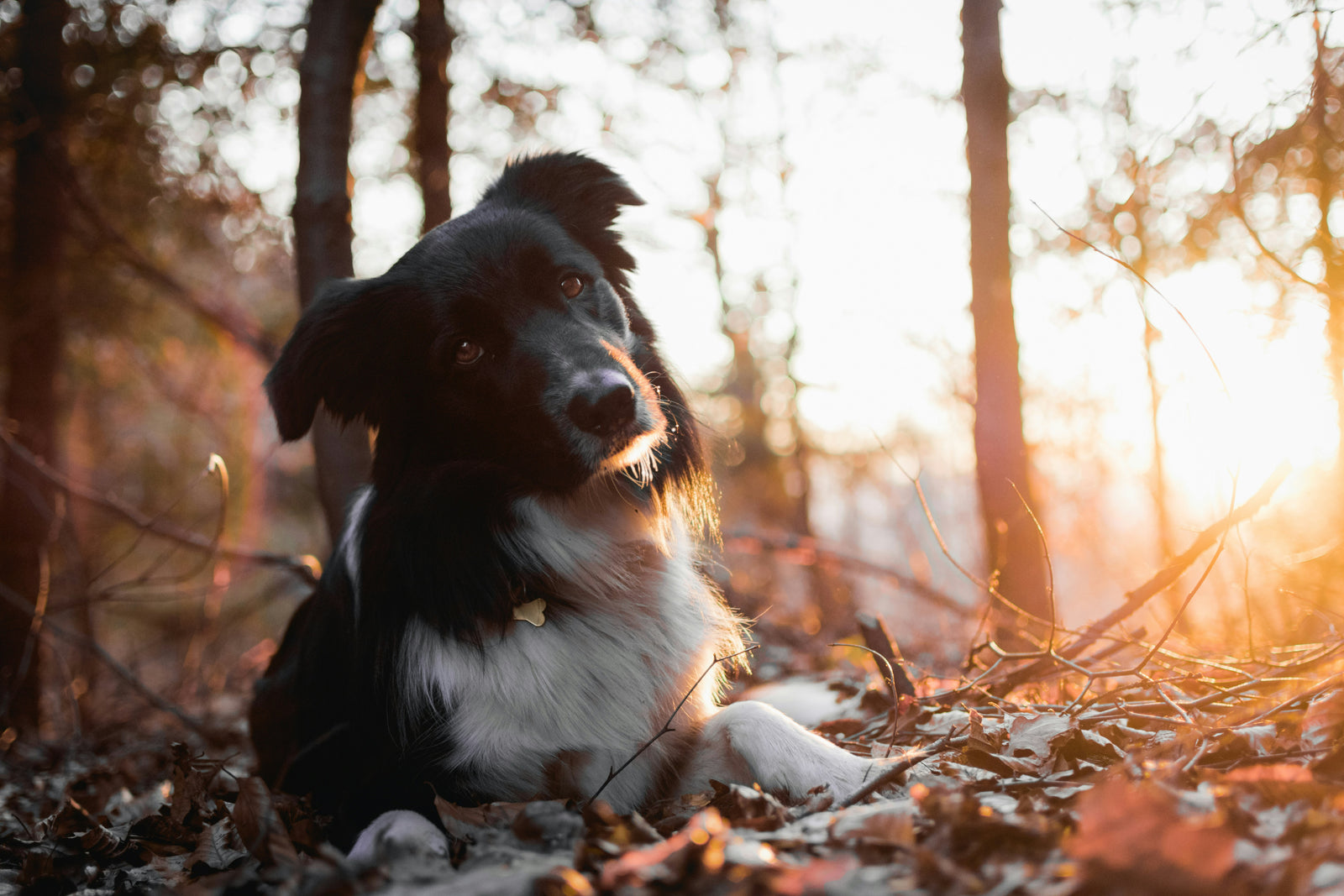 Dog enjoying an active life outdoors