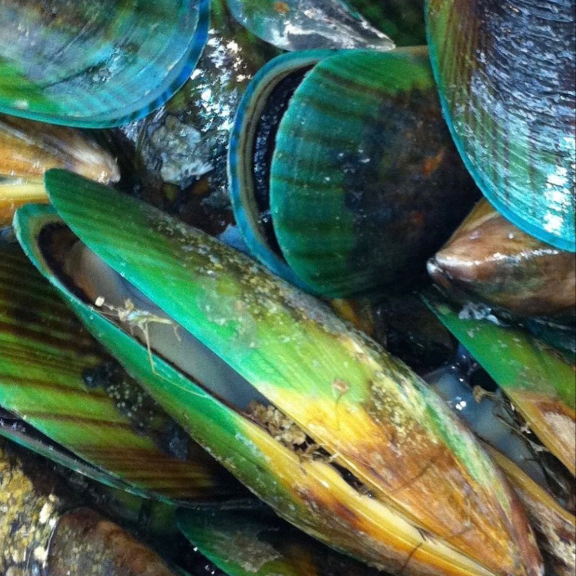 Green-Lipped Mussel ingredient
