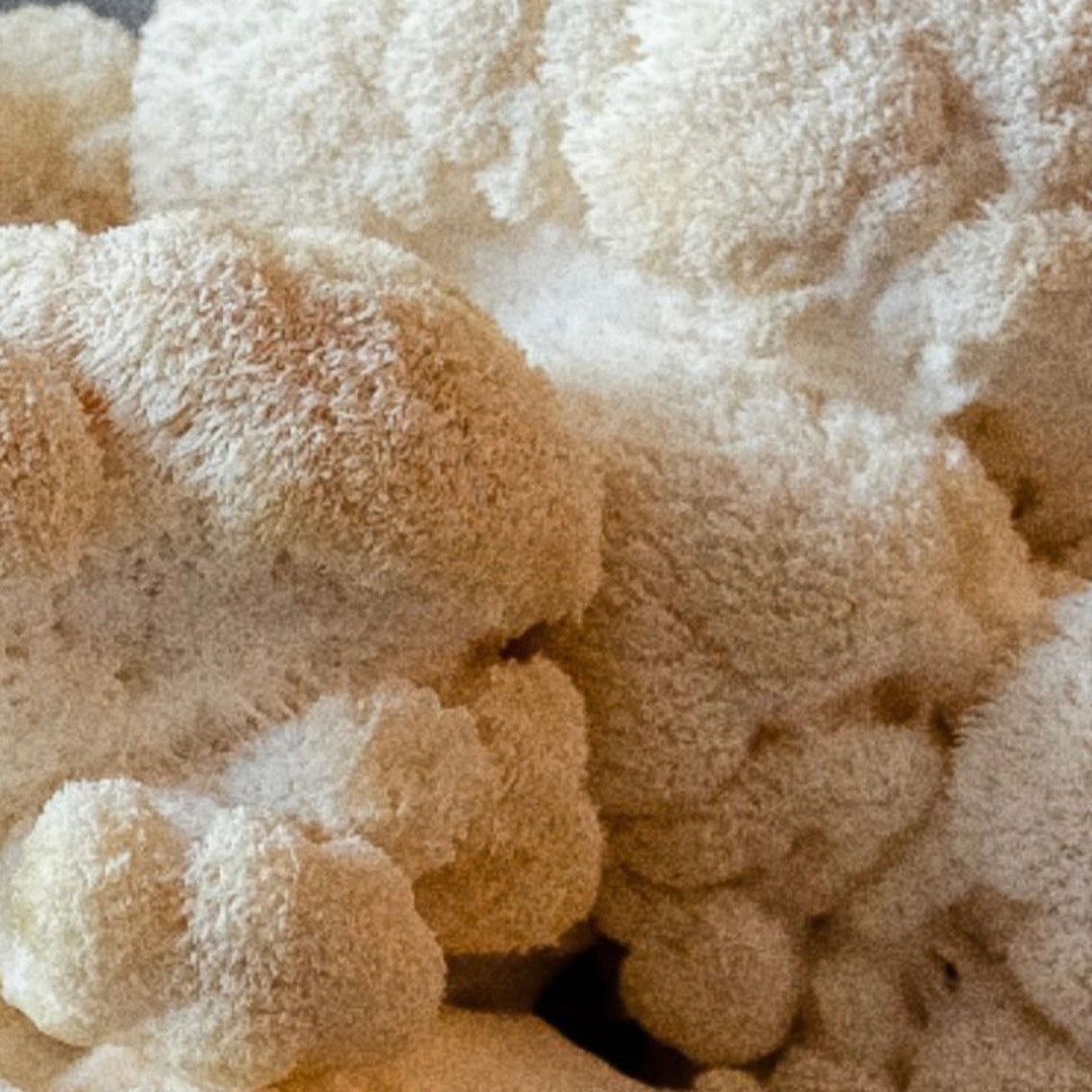 Organic Lion’s Mane mushroom