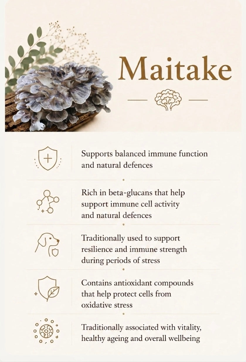 Maitake