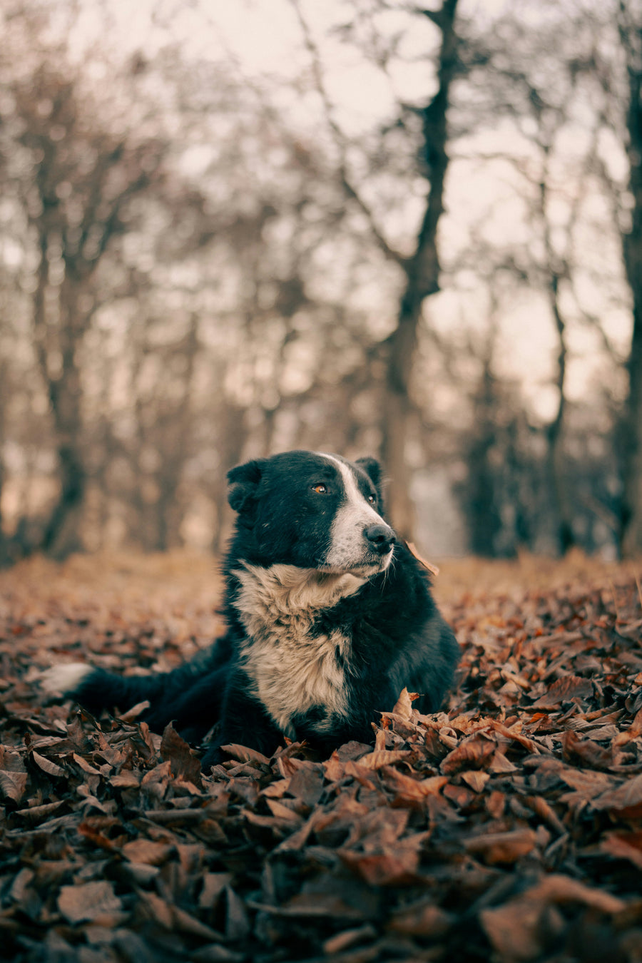 Happy dog