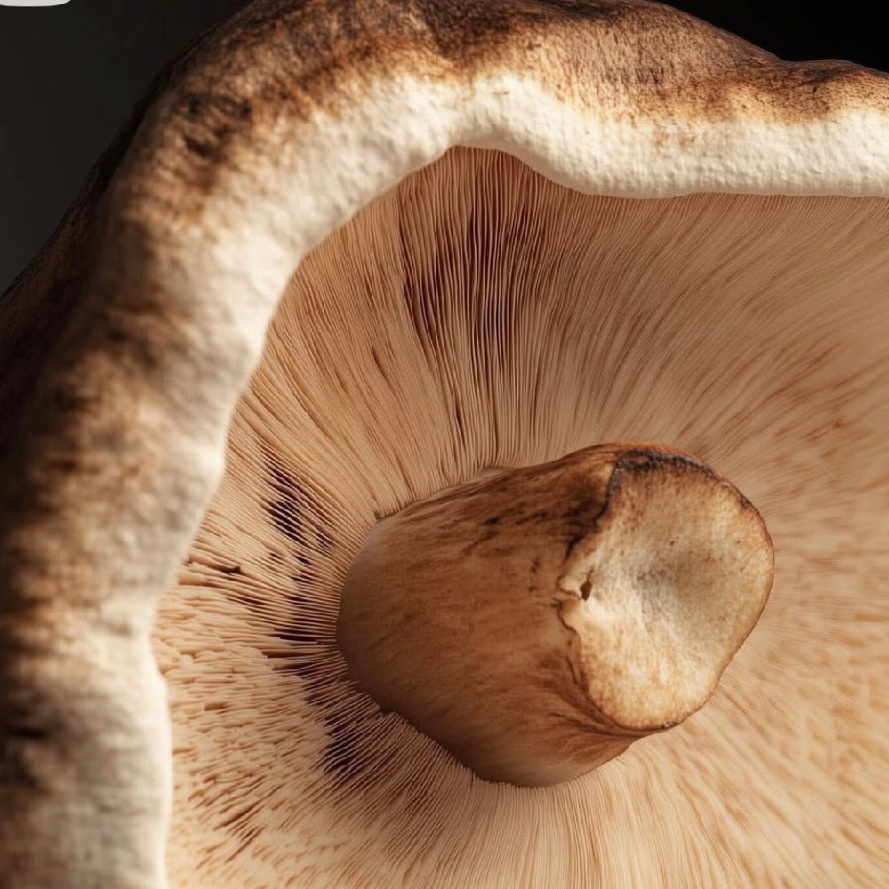 Shiitake