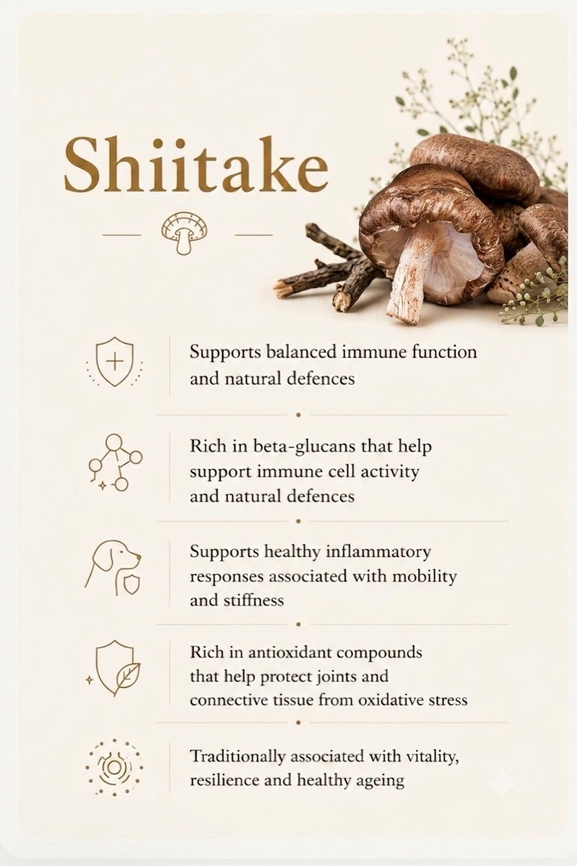 Shiitake