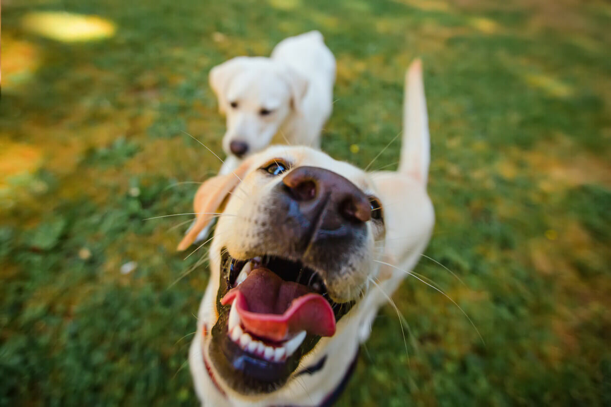 Healthy dog outdoors
