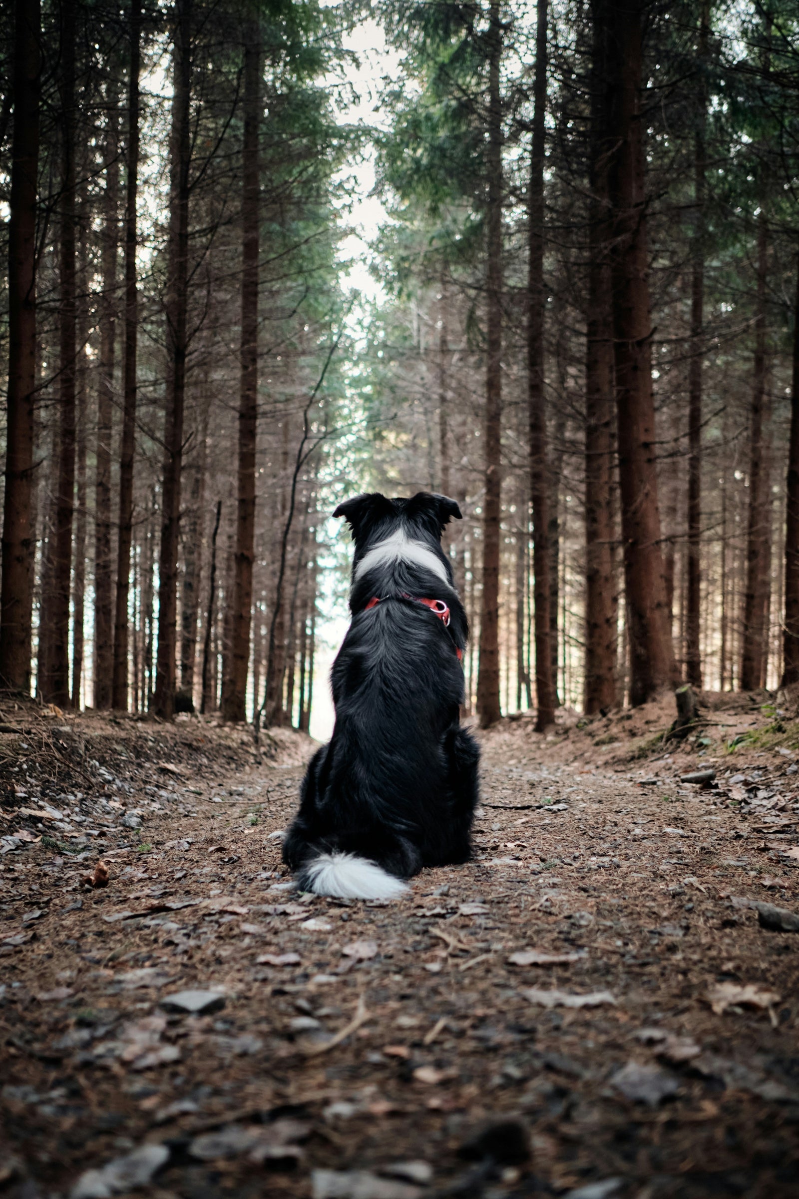 Dog lifestyle photograph