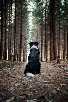 Dog lifestyle photograph
