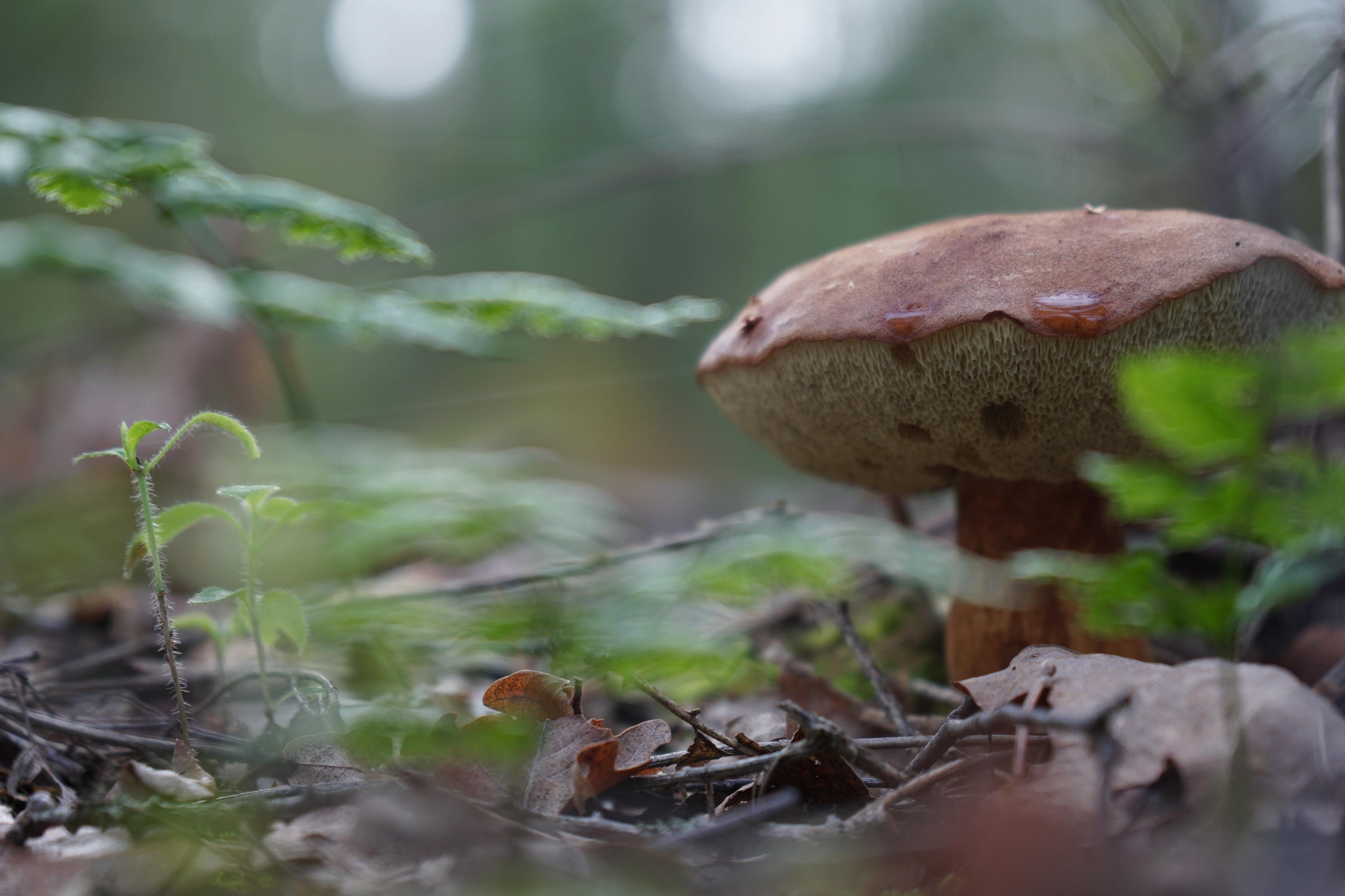 Wild mushroom growing on the forest floor